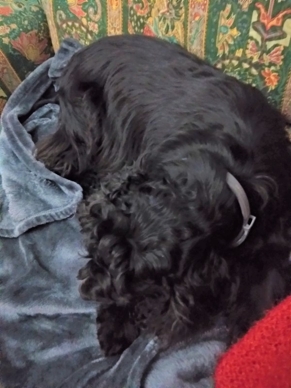 Este es Tyron cuando yo calceto.